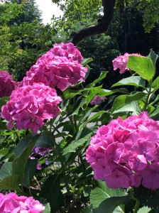 紫陽花　写真①